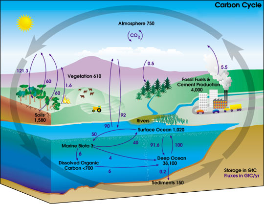 carbon_cycle_diagram.jpg